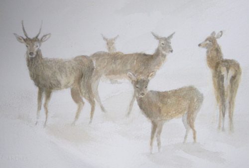 Deer (25.5 cm x 18cm) AVAILABLE AS PRINT ONLY