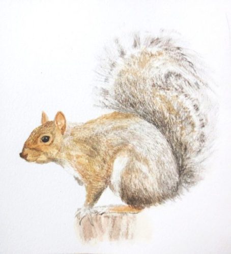 Grey Squirrel (Sciurus carolinensis) (15.3cm x 16.6cm)