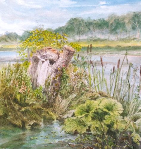 Tree Stump Along The River Avon At Stoneleigh Abbey (19.9cm x 20.8cm)
